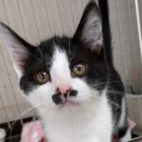 6月23日吉岡店に参加する猫のへやの保護猫07