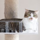 7月28日荒川沖店に参加する犬猫物語の保護猫01