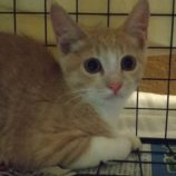 7月28日荒川沖店に参加する犬猫物語の保護猫02