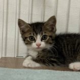 7月28日荒川沖店に参加する犬猫物語の保護猫03