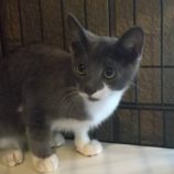 7月28日荒川沖店に参加する犬猫物語の保護猫05