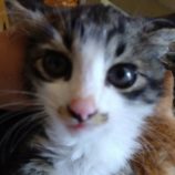 7月28日荒川沖店に参加する犬猫物語の保護猫06