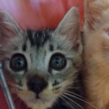 7月28日荒川沖店に参加する犬猫物語の保護猫07