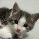 7月21日千葉店に参加する美浜ねこの会の保護猫01