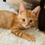 7月21日千葉店に参加する美浜ねこの会の保護猫01