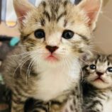 7月21日千葉店に参加する美浜ねこの会の保護猫03