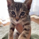 7月21日千葉店に参加する美浜ねこの会の保護猫04