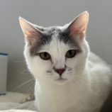 7月21日千葉店に参加する美浜ねこの会の保護猫05