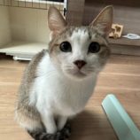7月21日千葉店に参加する美浜ねこの会の保護猫06