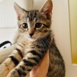 7月21日千葉店に参加する美浜ねこの会の保護猫07