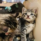 7月21日千葉店に参加する美浜ねこの会の保護猫09