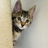 7月21日千葉店に参加する美浜ねこの会の保護猫10