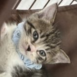 7月21日千葉店に参加する美浜ねこの会の保護猫11