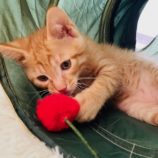 7月21日千葉店に参加する美浜ねこの会の保護猫12