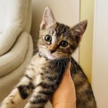 7月21日千葉店に参加する美浜ねこの会の保護猫13