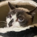 7月21日千葉店に参加する美浜ねこの会の保護猫14