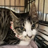 7月21日千葉店に参加する美浜ねこの会の保護猫15