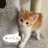 7月21日千葉店に参加する美浜ねこの会の保護猫16