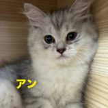 7月21日千葉店に参加する美浜ねこの会の保護猫17