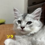 7月21日千葉店に参加する美浜ねこの会の保護猫19