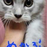 7月21日千葉店に参加する美浜ねこの会の保護猫21