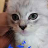 7月21日千葉店に参加する美浜ねこの会の保護猫22