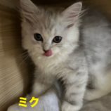 7月21日千葉店に参加する美浜ねこの会の保護猫23