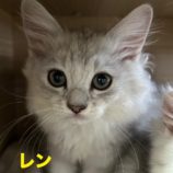 7月21日千葉店に参加する美浜ねこの会の保護猫24