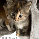 7月21日千葉店に参加する美浜ねこの会の保護猫25