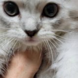 7月21日千葉店に参加する美浜ねこの会の保護猫26