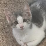 7月21日千葉店に参加する美浜ねこの会の保護猫27