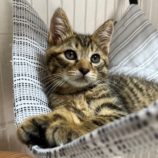 7月21日ひたちなか店に参加するホーリーキャットの保護猫01