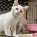 7月21日ひたちなか店に参加するホーリーキャットの保護猫03