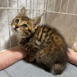 7月21日ひたちなか店に参加するホーリーキャットの保護猫04