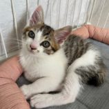 7月21日ひたちなか店に参加するホーリーキャットの保護猫05