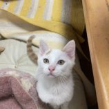 7月21日ひたちなか店に参加するホーリーキャットの保護猫06