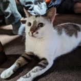 7月21日ひたちなか店に参加するホーリーキャットの保護猫07