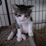 7月21日ひたちなか店に参加するホーリーキャットの保護猫08