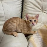 7月21日ひたちなか店に参加するホーリーキャットの保護猫09