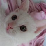 7月21日ひたちなか店に参加するホーリーキャットの保護猫10