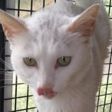 7月21日ひたちなか店に参加するホーリーキャットの保護猫11