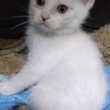 7月21日ひたちなか店に参加するホーリーキャットの保護猫12