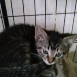 7月21日ひたちなか店に参加するホーリーキャットの保護猫13