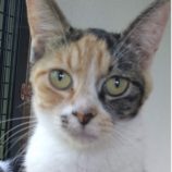 7月21日ひたちなか店に参加するホーリーキャットの保護猫14