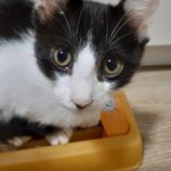 7月21日ひたちなか店に参加するホーリーキャットの保護猫15