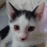 7月21日ひたちなか店に参加するホーリーキャットの保護猫16