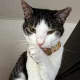 7月21日ひたちなか店に参加するホーリーキャットの保護猫17