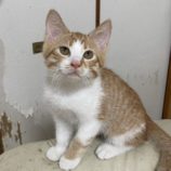 7月21日ひたちなか店に参加するホーリーキャットの保護猫18