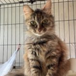 7月21日ひたちなか店に参加するホーリーキャットの保護猫19