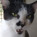 7月21日ひたちなか店に参加するホーリーキャットの保護猫20